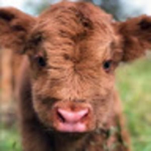 Meet your Posher, Allie